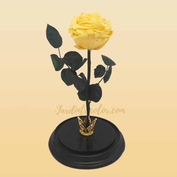 Rosa Preservada Amarillo 25 Cms - Imagen 2