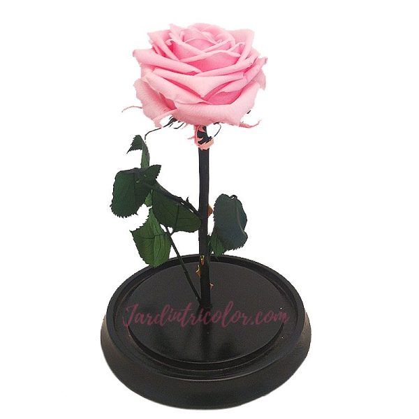 Rosa Preservada Rosada 25 Cms - Imagen 2